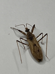 Narvesus carolinensis-  Assassin Bug