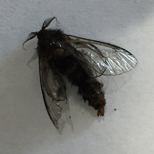 Bagworm Moth (adult) 