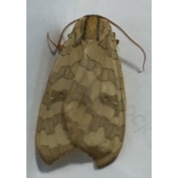 Banded Tussock Moth 