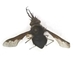 Bee Fly - Bombyius sp.