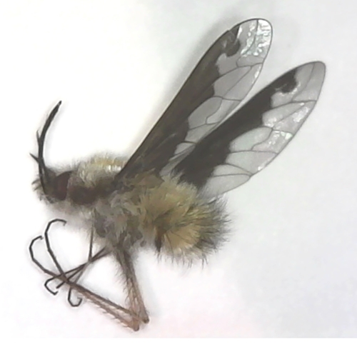Greater Bee Fly - Bombyius major