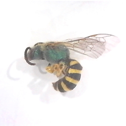 agapostemon virescens - Bicolored Striped Sweat Bee