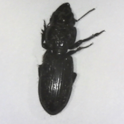 Big-headed Ground Beetle dead specimen