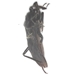 Black Corsair Assassin Bug - Melanolestes picipes