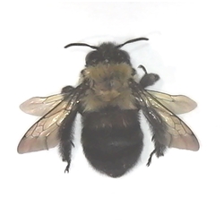 Blueberry Digger Bee (female) Haborpoda laboriosa