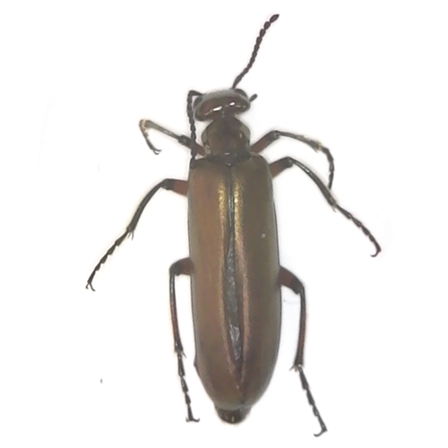 Bronze Blister Beetle