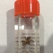 Brown Recluse Spider- Loxosceles reclusa in 3 dram vial