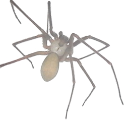 Brown Recluse Spider - Loxosceles reclusa