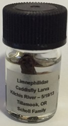 Caddisfly case and larva 