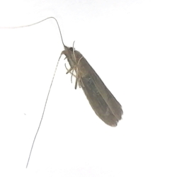 Caddisfly - Limnephilidae