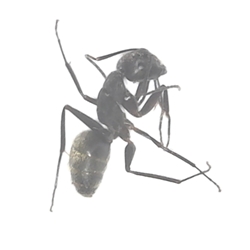 Carpenter Ant 