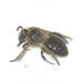 Carpenter-mimic Leafcutter Bee