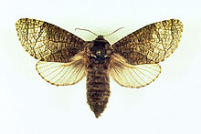 Carpenterworm Moth 