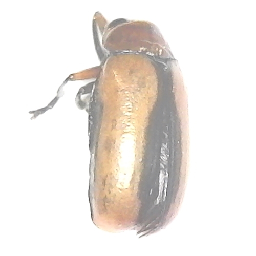 Anomoea laticlavia - Clay-colored Leaf Beetle