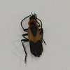 Colorado Soldier Beetle 