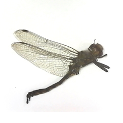 Common Baskettail  - Epitheca cynosura