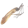 Common Hangfly