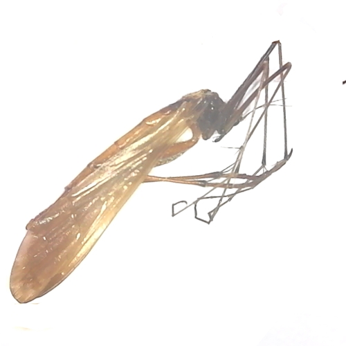 Common Hangfly