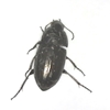 Common Sun Beetle 