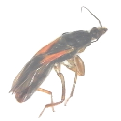 Corsair Assassin Bug