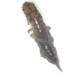 Corydalidae Larva - Corydalidae larva