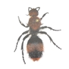 Dasymutilla occidentalis - Cow Killer Velvet Ant female