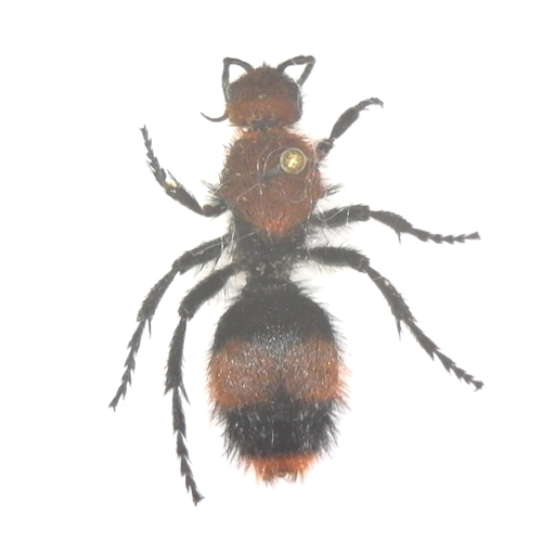 Dasymutilla occidentalis - Cow Killer Velvet Ant female