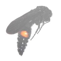 Dasymutilla species of Velvet Ant male