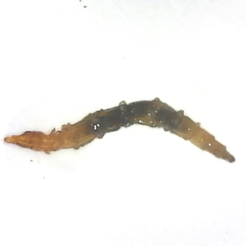 Tipulade larva