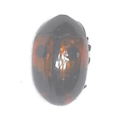 Darkling Beetle - Diaperis maculata