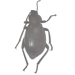 Desert Stink Beetle - Eleodes sp.