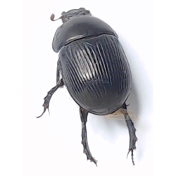 Geotrupidae - Earth-boring Dung Beetle