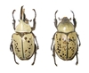 Eastern Hercules Beetle (pair) 