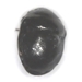 Ebony Bug - Thyreocorinae_1