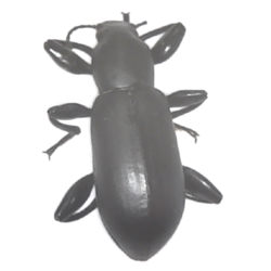 False Mealworm Beetle 