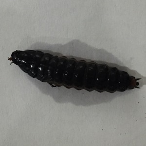 Fiery Searcher (larva) 