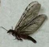 Fishfly  fishfly, corydalidae, aquatic insect, buy dead fishfly, full insect collection, bug collection