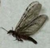Fishfly - slight damage - Corydalidae_detached antennae