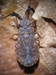 Flat Bug - Atadidae_1