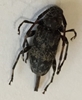 Flat-faced Longhorn Beetle 