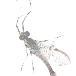 Flat-headed Mayfly