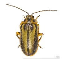 Flea Beetle 