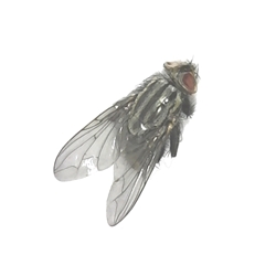 Flesh Fly - Sarcophagidae