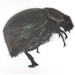 Flightless May Beetle - Phyllophaga cribrosa