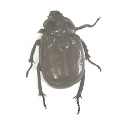 Hermit Beetle 