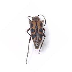 Flower Longhorn Beetle 