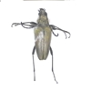 Flower Longhorn Beetle - Lepturobosca sp.