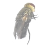 Flower-loving Tachinid Fly 