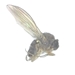 Fruit Fly dead insect specimen