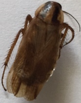 German Cockroach 